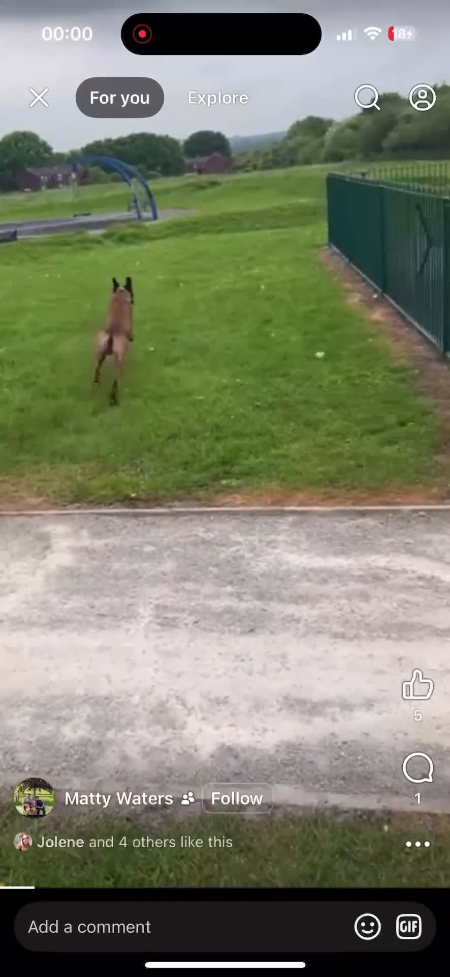 Belgian Shepherd Dog dogs for sale: Belgian Malinois Male Leeds - Video 2