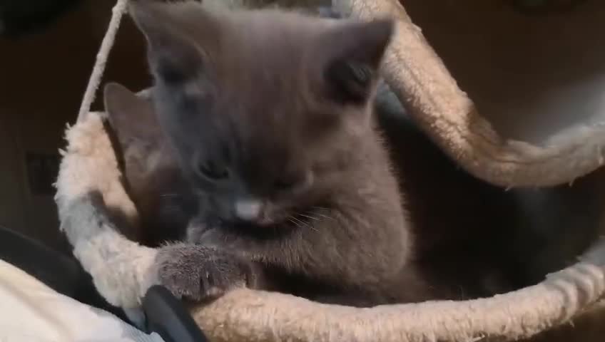 Russian Blue cats for sale: Pure Russian blue kittens. READY TO LEAVE 01.12.25 - Video 1