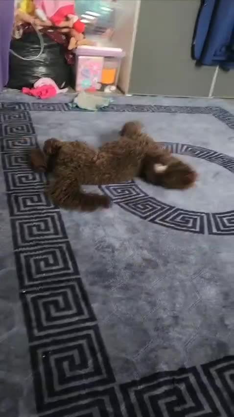 Toy Poodle dogs for sale: Toy poodle  - Video 1