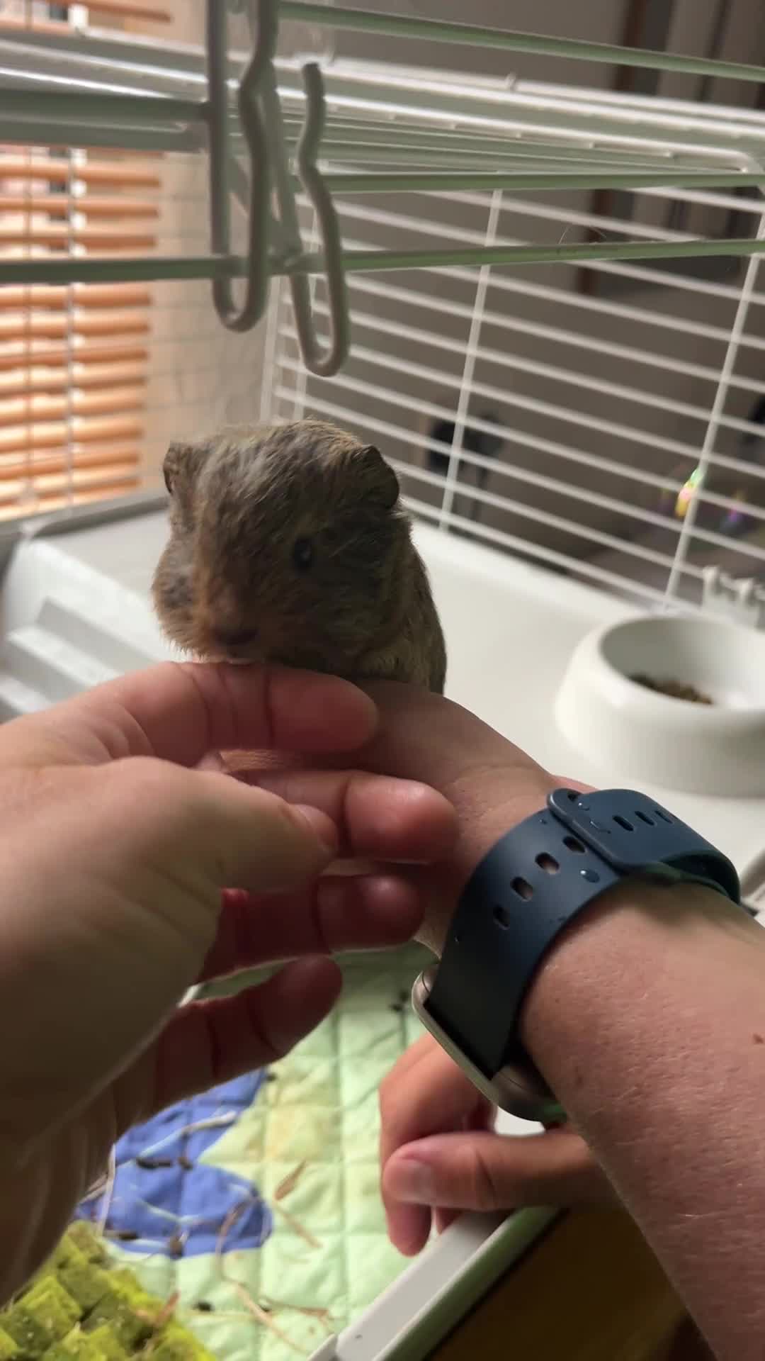 Guinea Pig rodents for sale: 2 Male Guinea Pigs  in Liverpool - Video 1