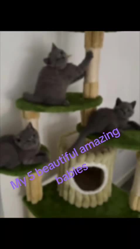 British Shorthair cats for sale: Blue British short hair kittens  in Braintree - Video 3