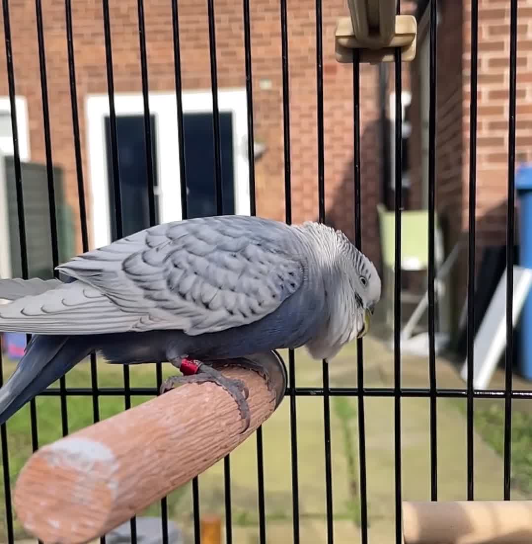 Budgerigars birds for sale: Mr Skye  in Warrington - Video 1