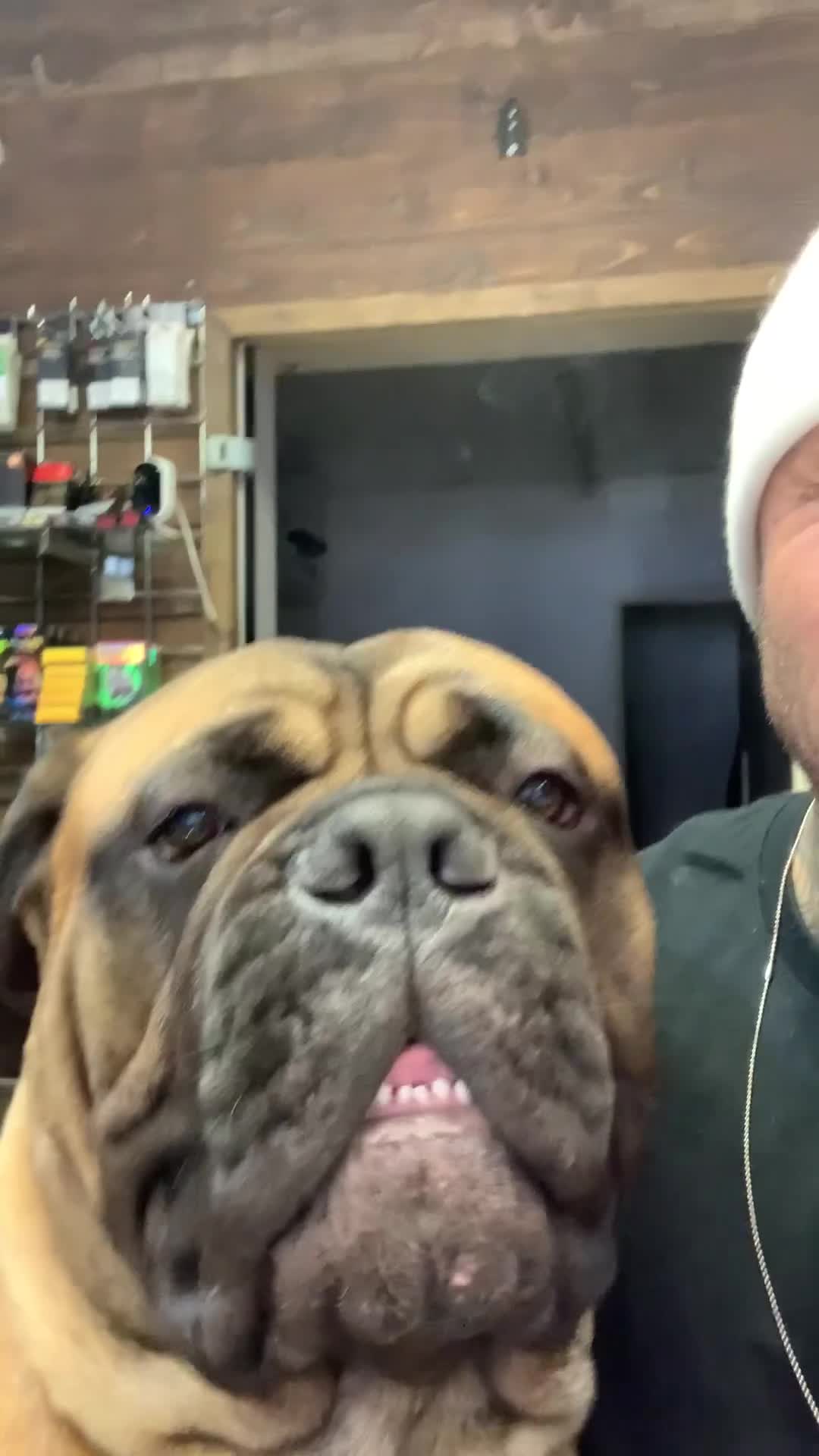 Bullmastiff dogs for stud: BAD MOON KENNELS - Video 2