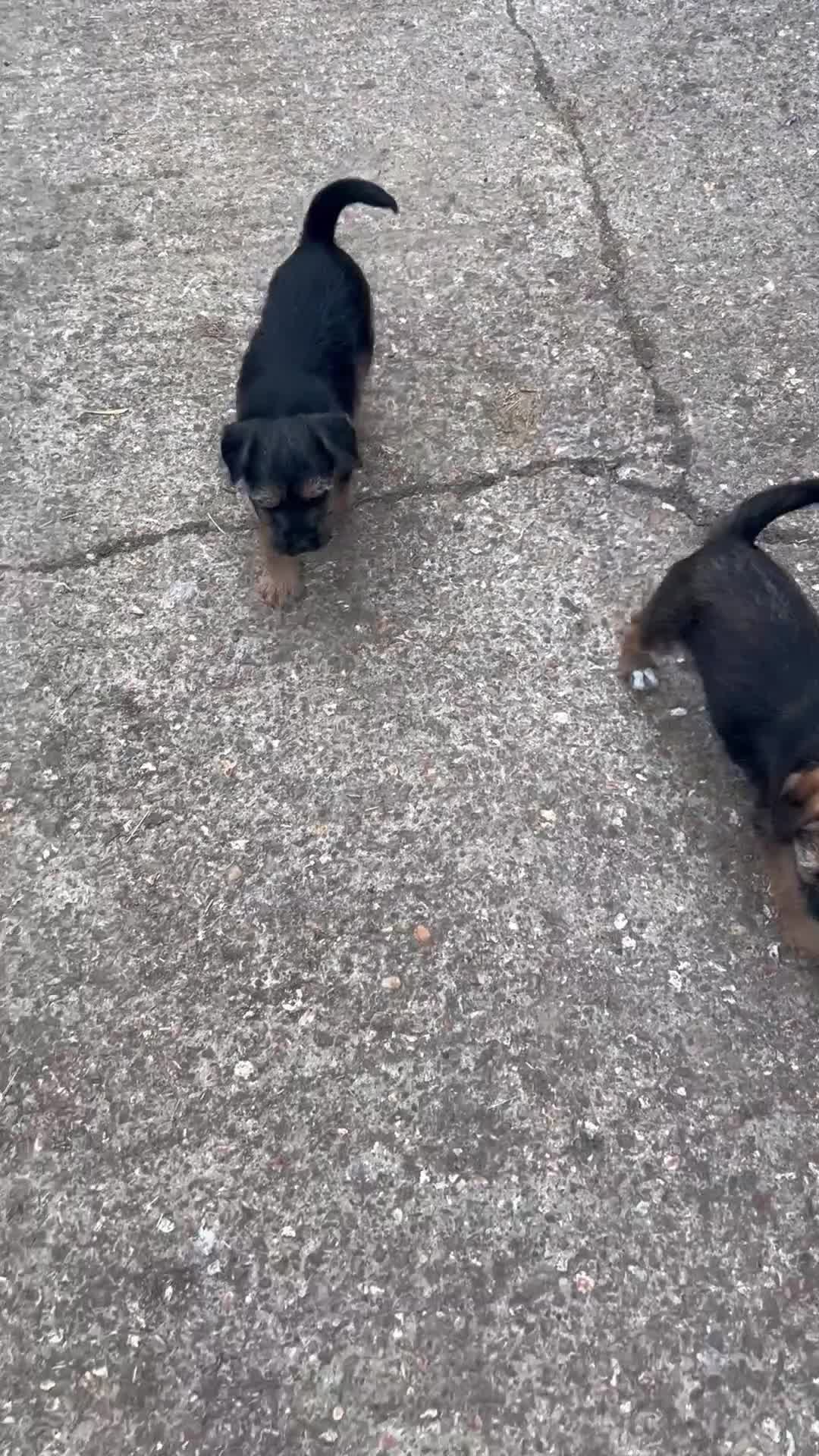 Border Terrier dogs for sale: Border terrier bitch pup  - Video 2