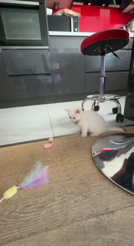 British Shorthair cats for sale: British Shorthair Kitten Golden Tipped Colourpoint - Video 3