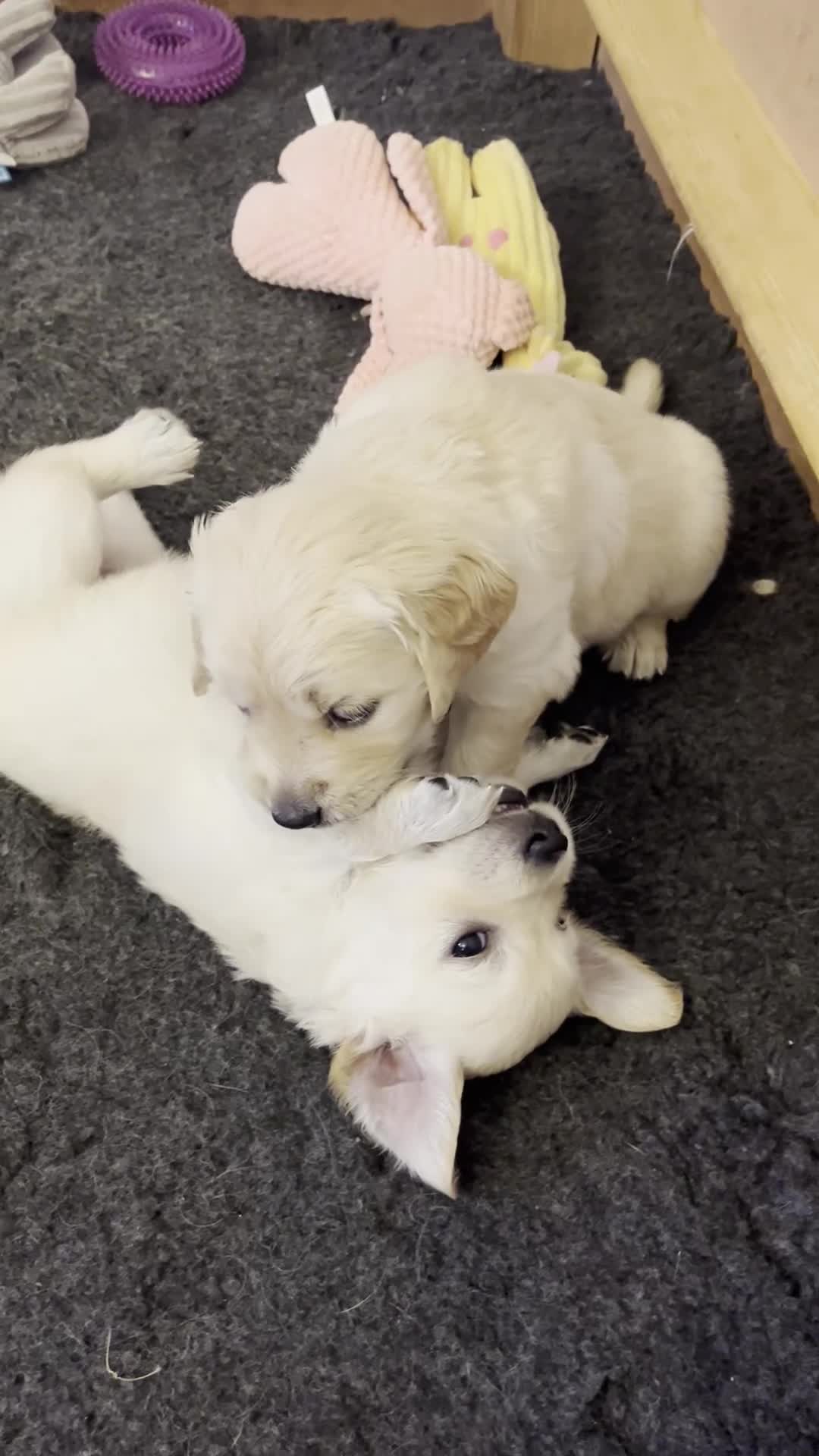 Golden Retriever dogs for sale: Beautiful pedigree Golden Retriever puppies  - Video 1