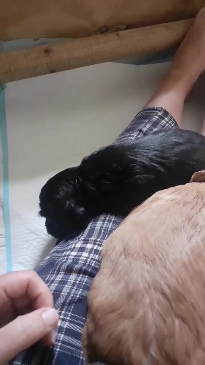 Cocker Spaniel dogs for sale: Beautiful Cocker Spaniel Puppies  - Video 1