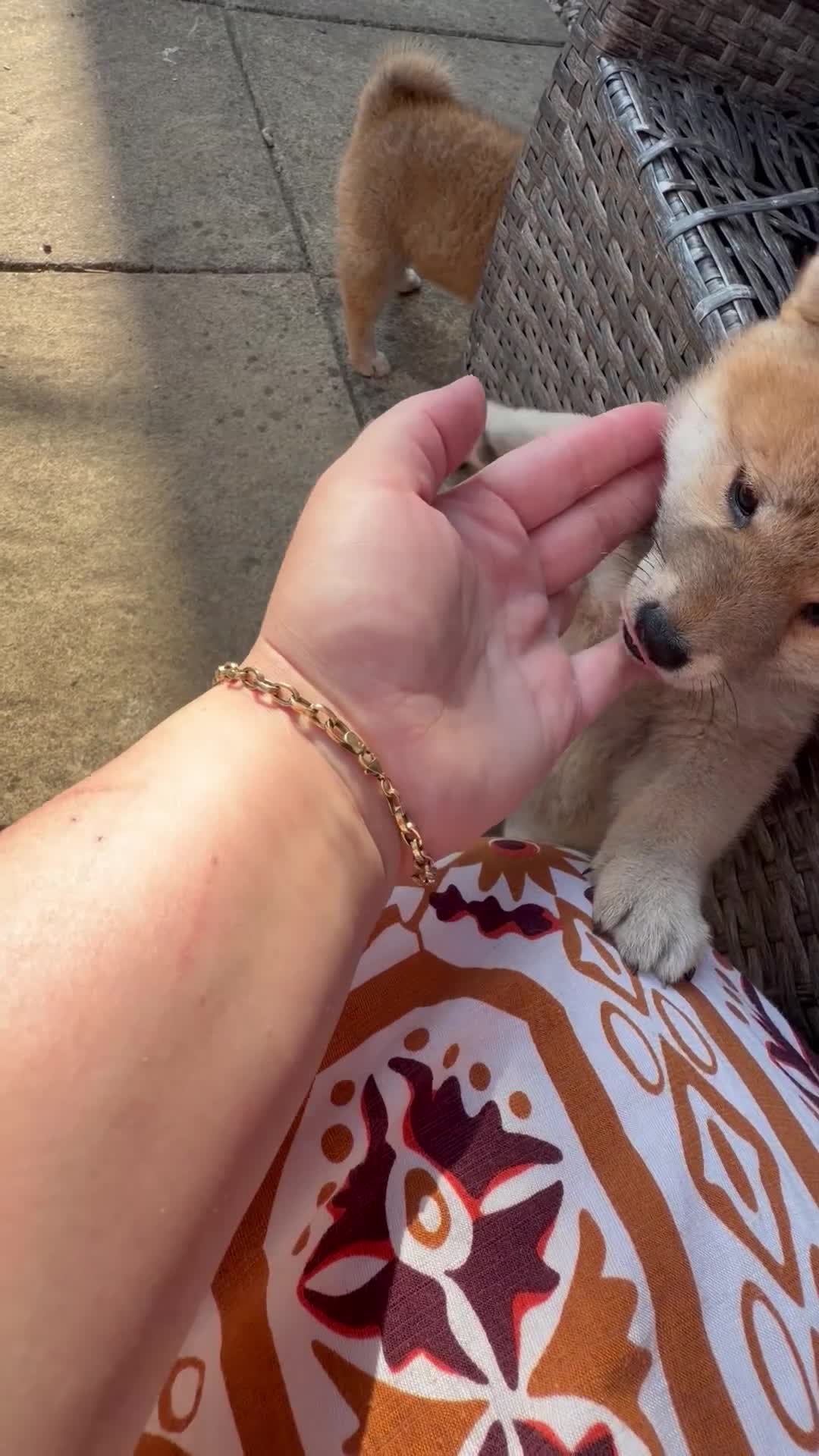 Japanese Shiba Inu dogs for sale: Health tested champion bloodline small size Shiba  - Video 2