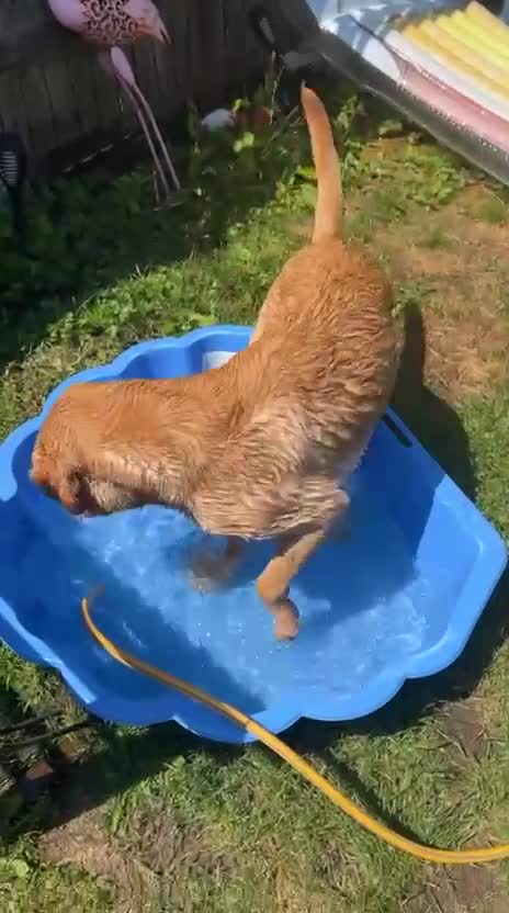 Labrador Retriever dogs for sale: 1 Year Old Yellow Lab Boy  in Harrow - Video 2
