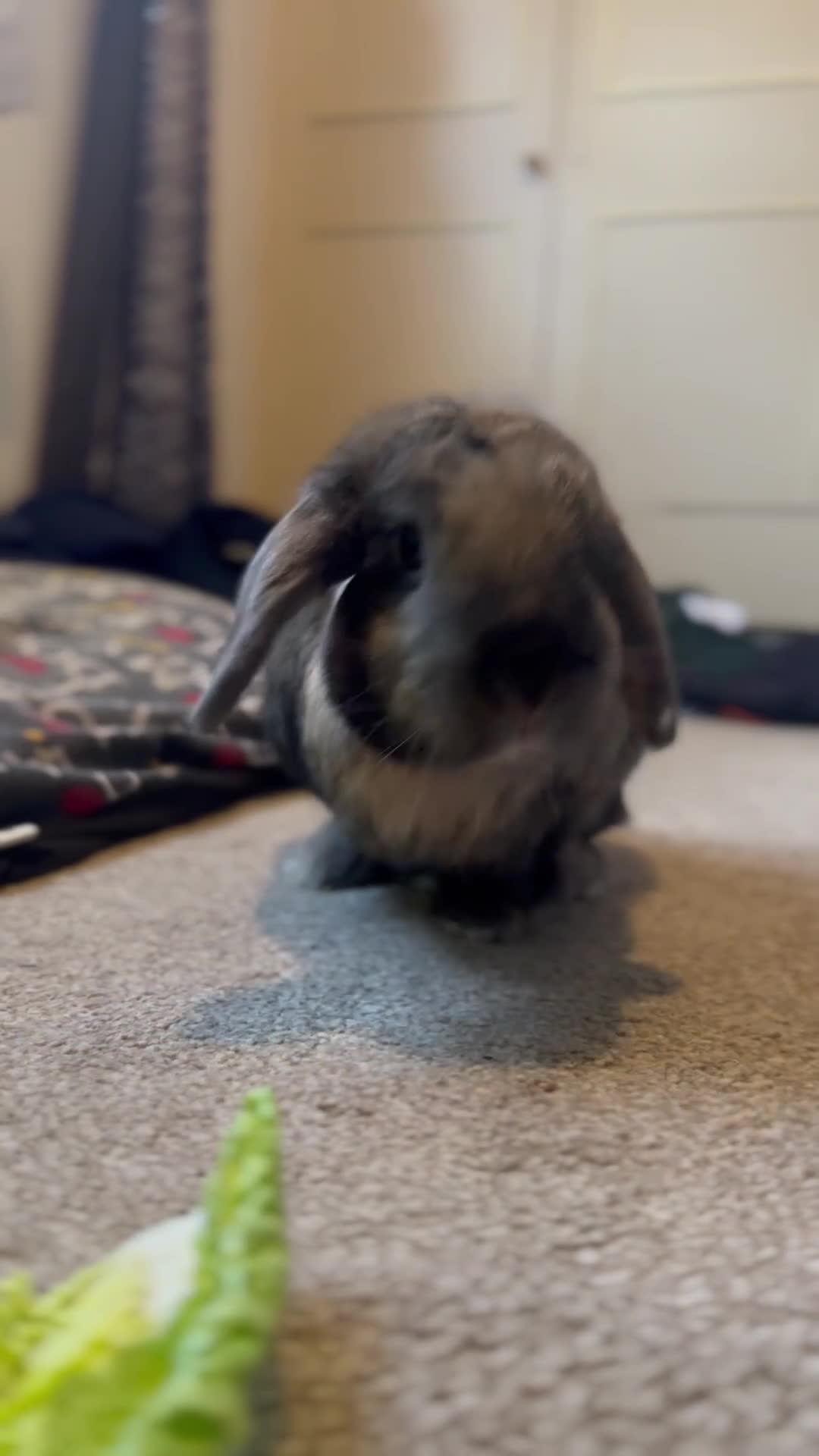 Mini Lop rabbits for sale: Mini lop  in Selby - Video 1