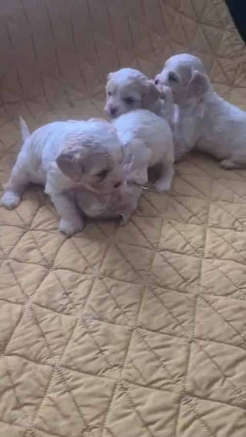Cavapoo dogs for sale: Beautiful F1 Cavapoo Puppies Ready From 6th June  in London - Video 1