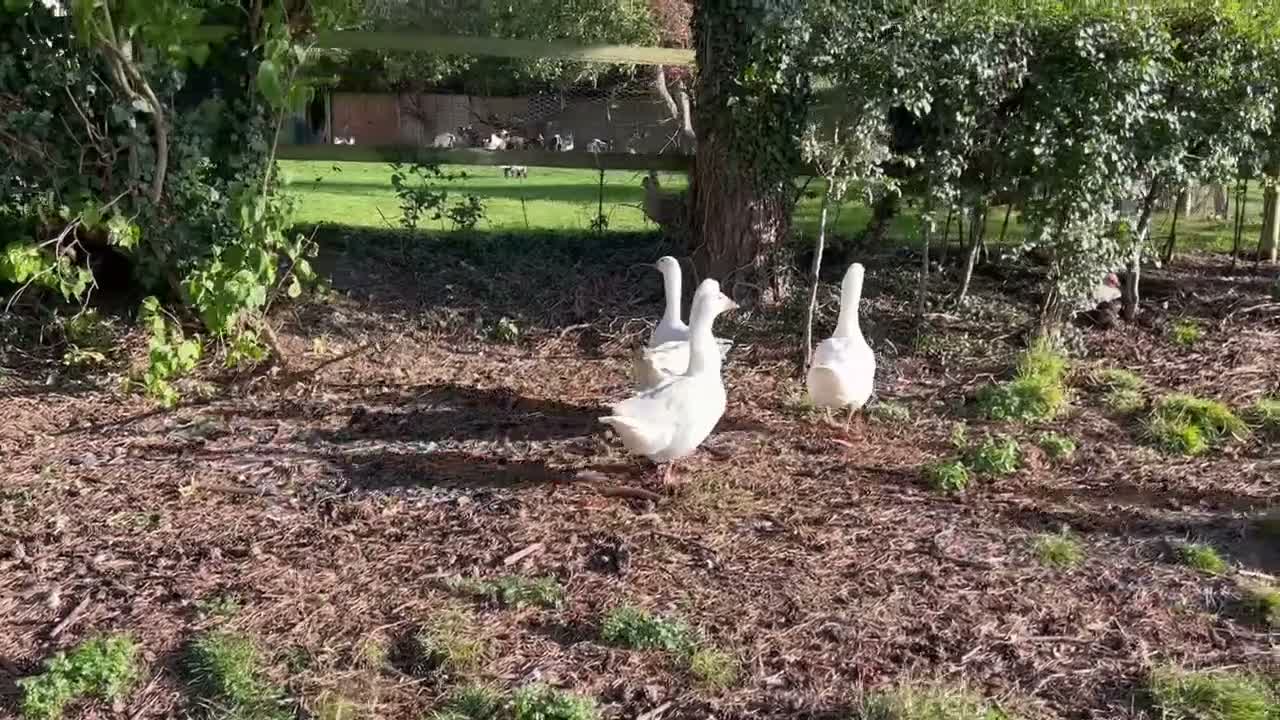 Geese poultry for sale: Female geese - Video 1