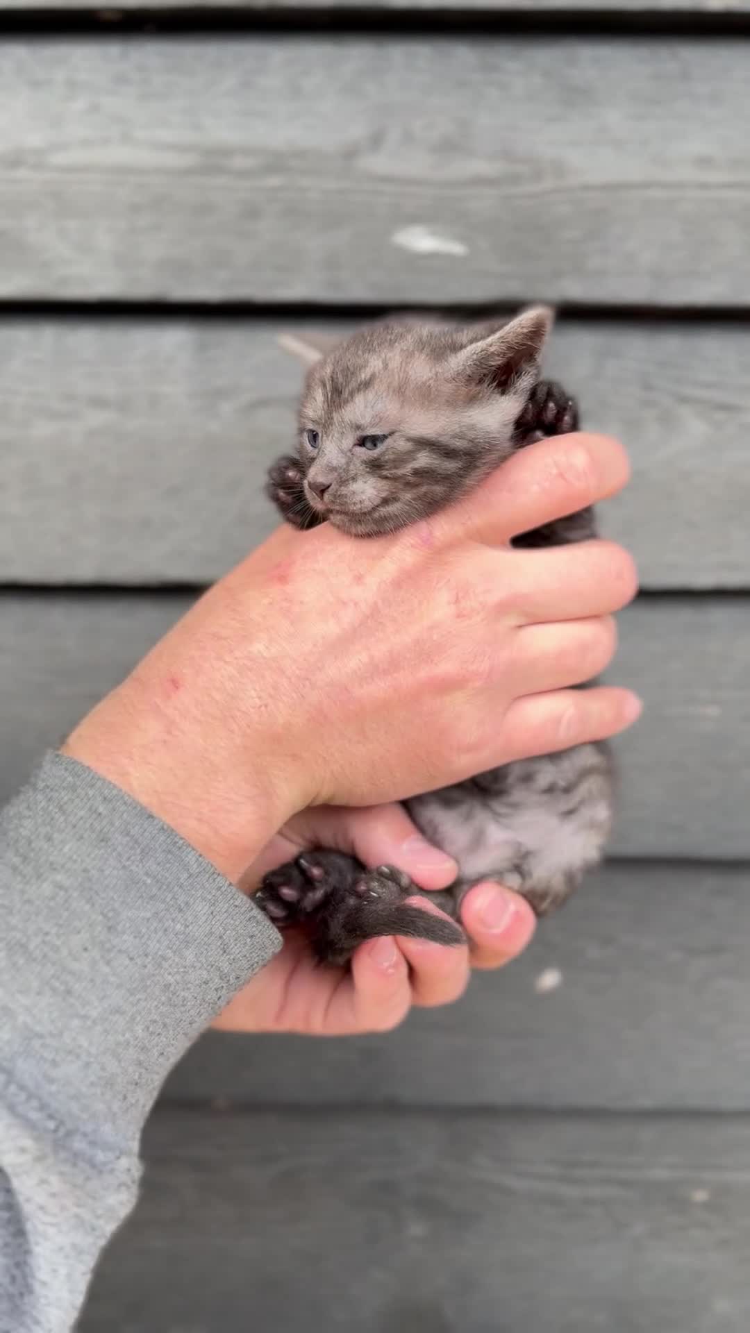 Bengal cats for sale: Beautiful Bengals Babies  - Video 3