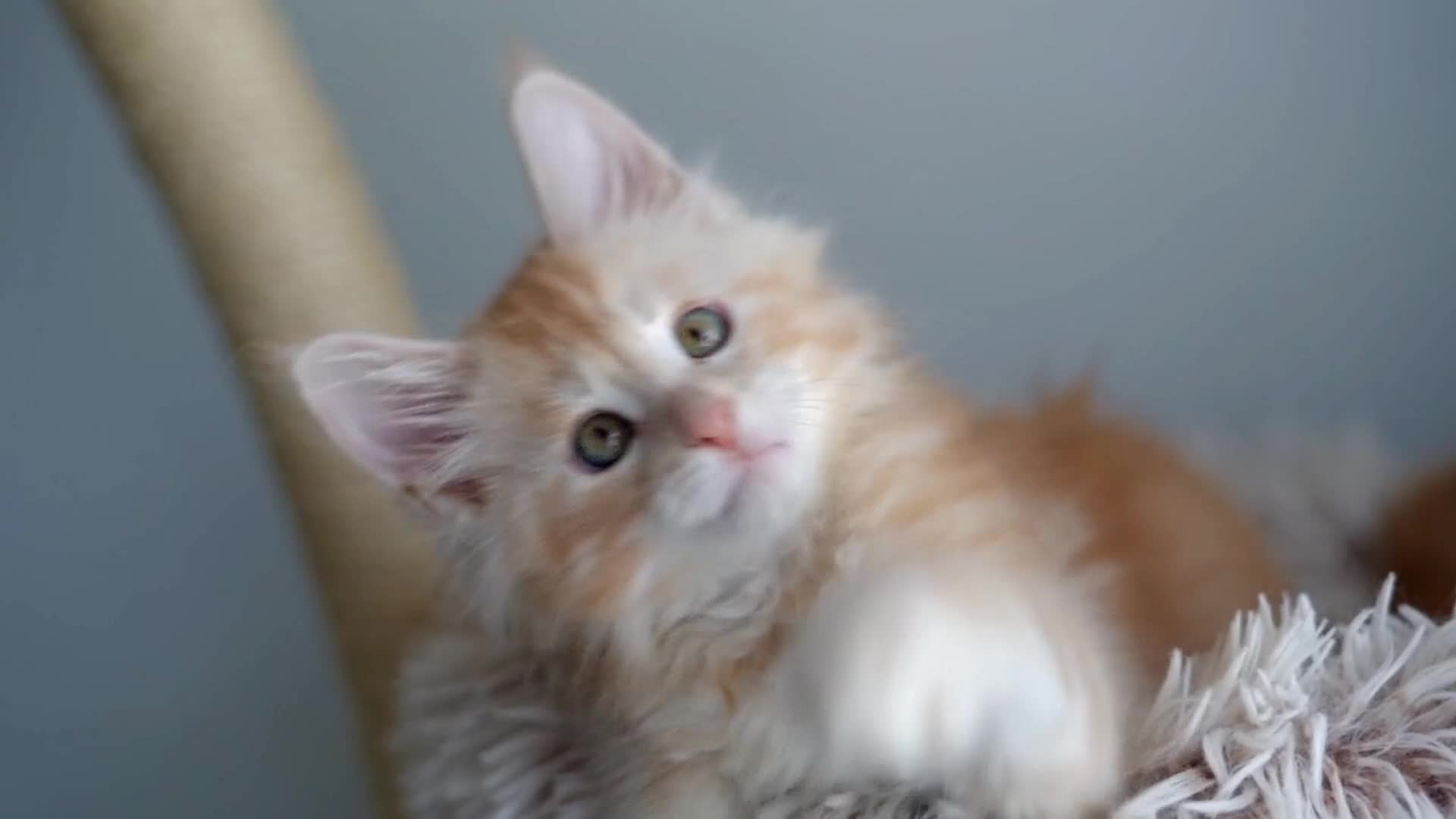 Maine Coon cats for sale: Rare Red Shaded TICA Maine Coon Kittens - Video 5