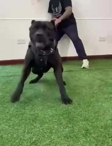 Cane Corso dogs for sale: Major the Male cane corso - Video 1