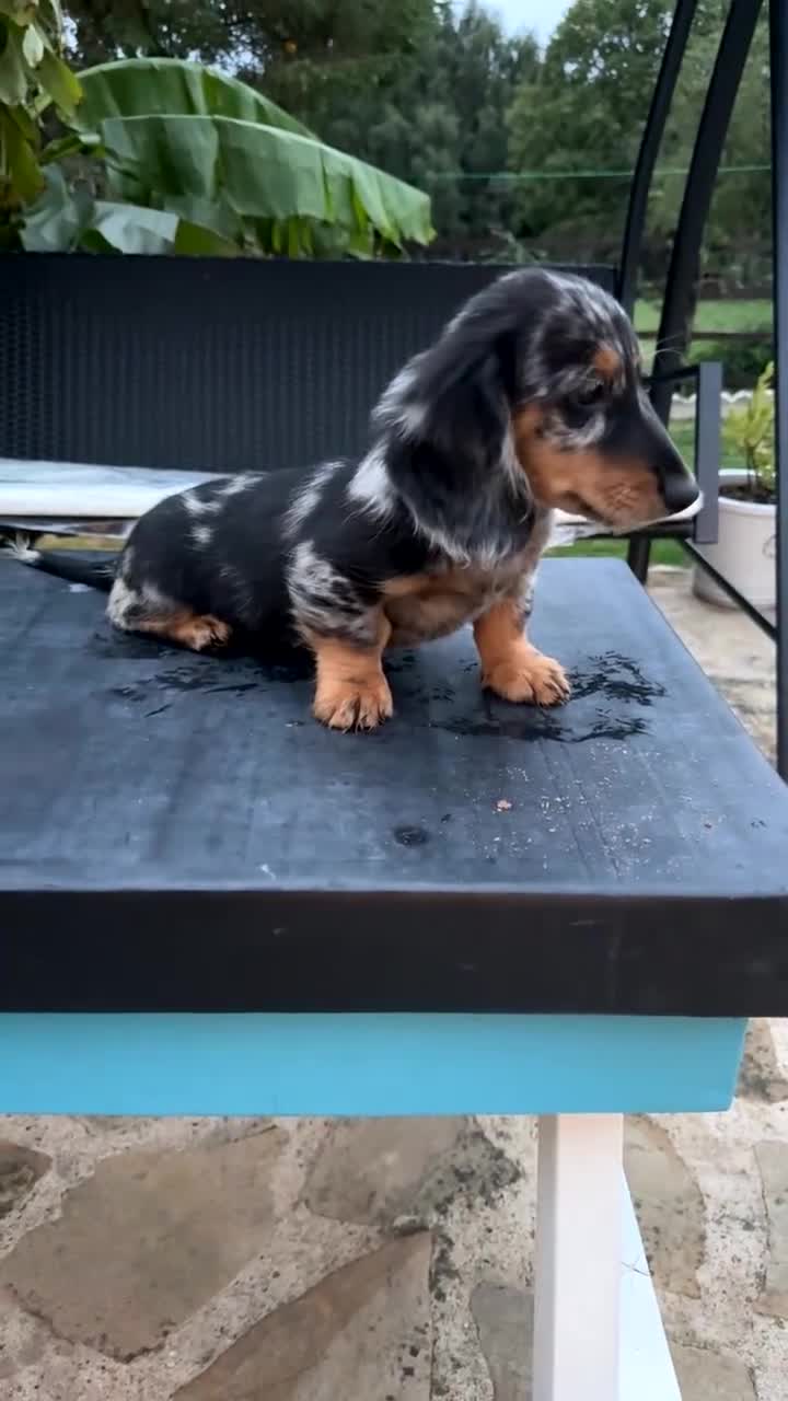 Miniature Dachshund dogs for sale: Miniature long haired dachshund puppy’s  - Video 1