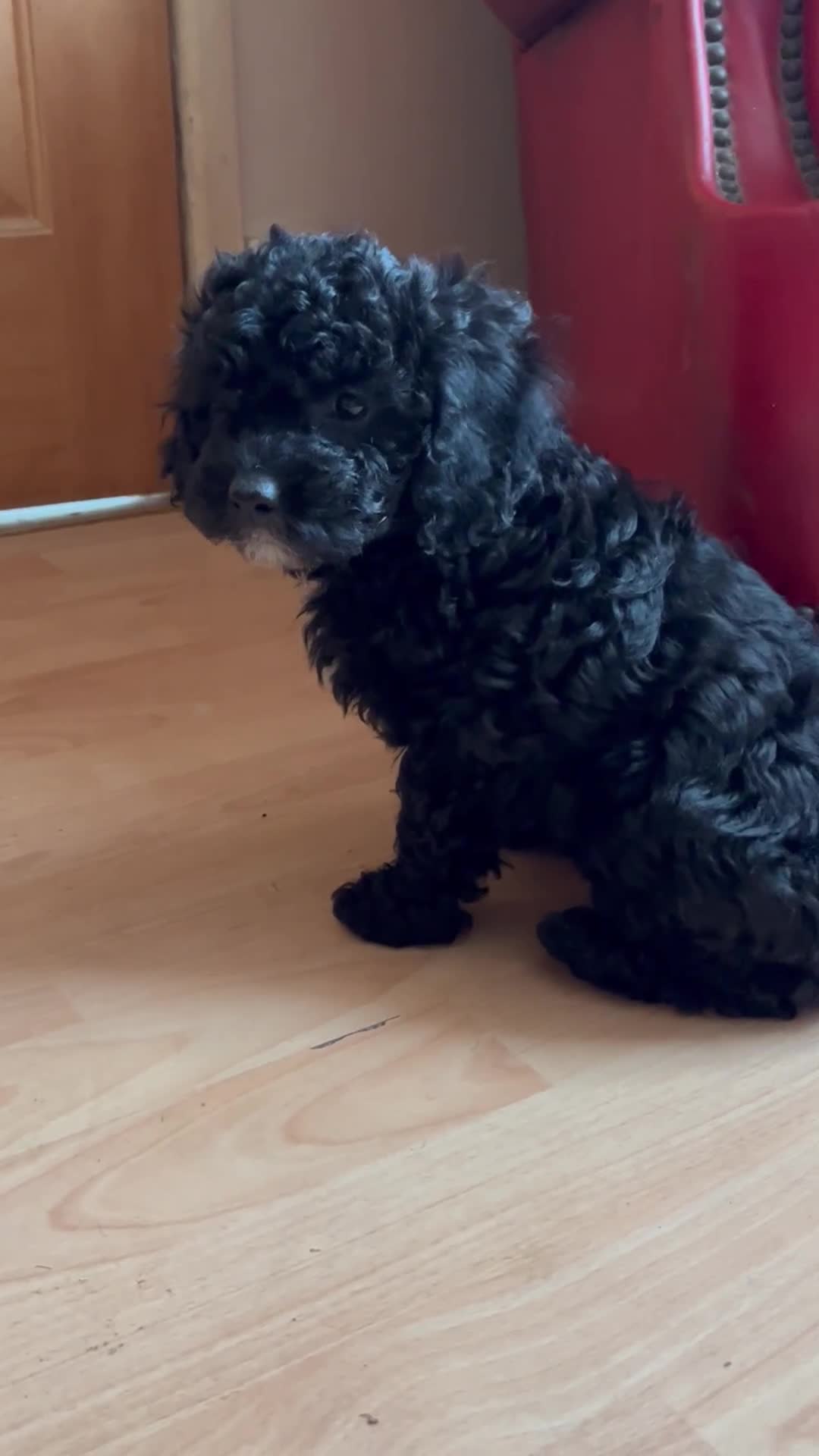 Poochon dogs for sale: 1 poochon girl available ready to leave  - Video 2