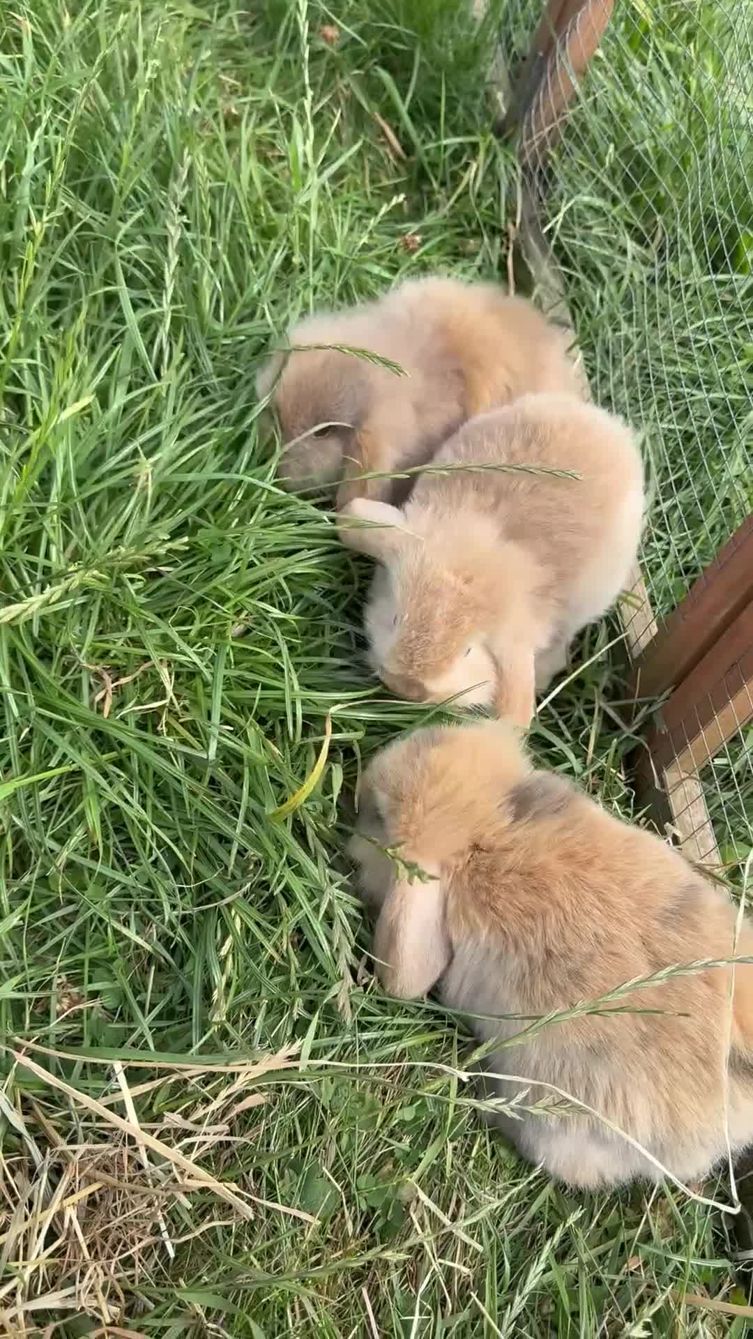 Mixed Breed rabbits for sale: Baby bunnies  in Boston - Video 3
