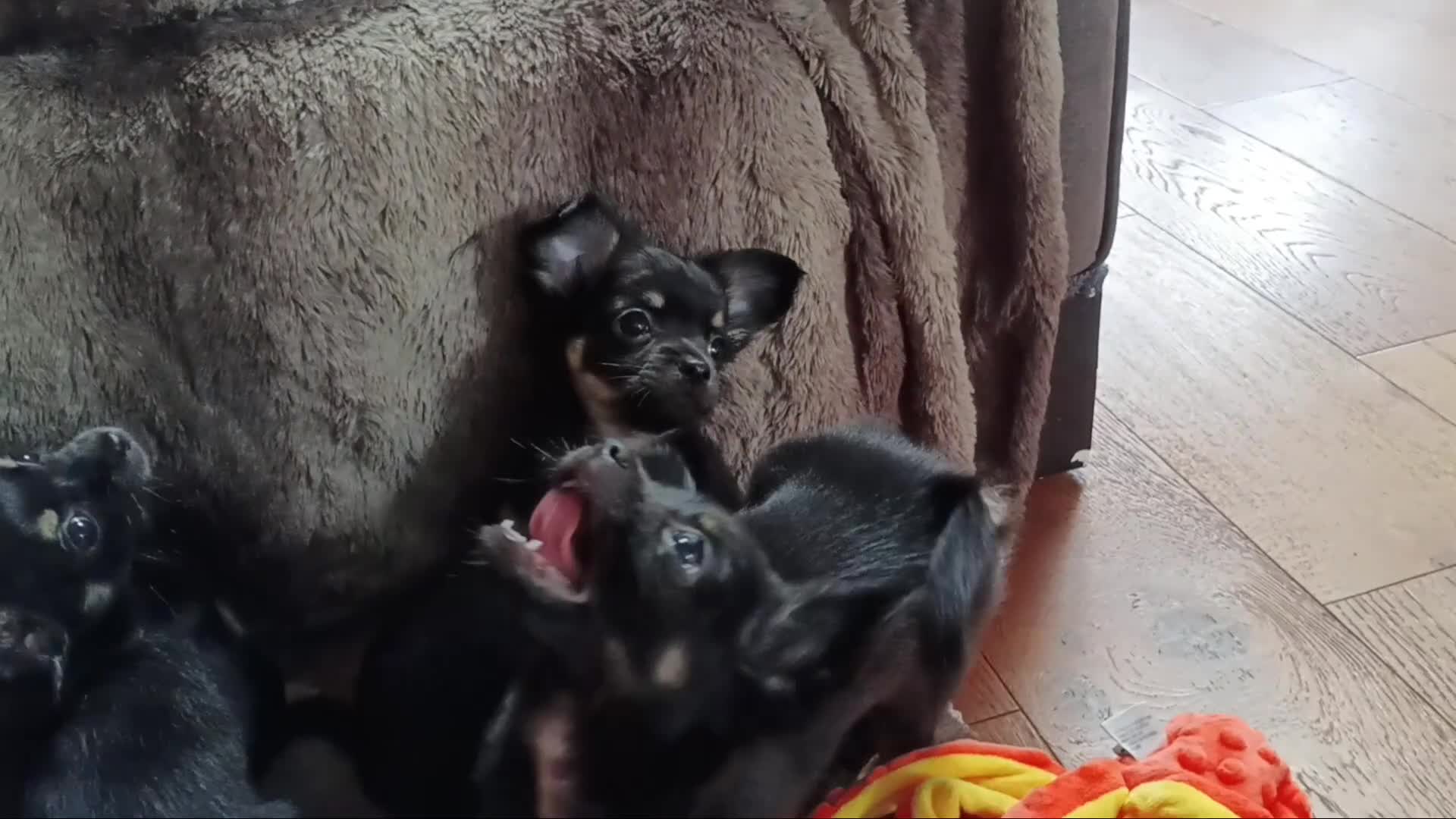 Chihuahua dogs for sale: Quality Longhair Chihuahua Puppies - Video 2