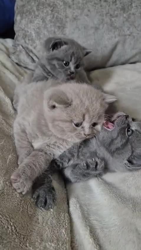 British Shorthair cats for sale: Beautiful shorthair kittens  in Maidstone - Video 1