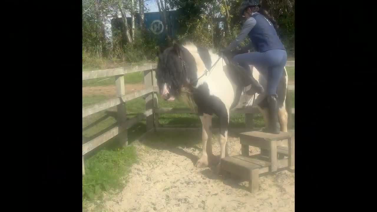 Irish Cob horses for sale: Niamh  in Warwick - Video 1