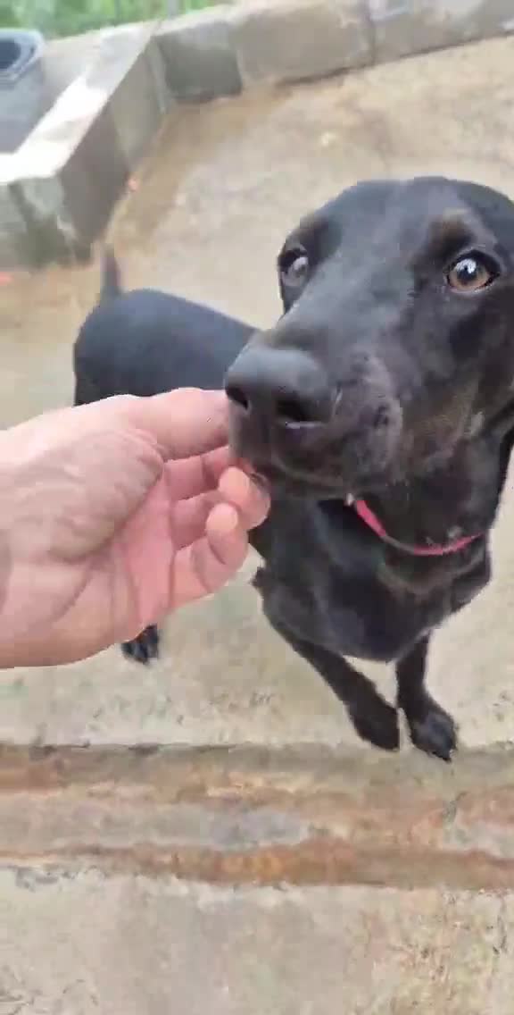 Mixed Breed dogs for adoption: Flora !  Adorable Cypriot Pocket Pointer  - Video 1