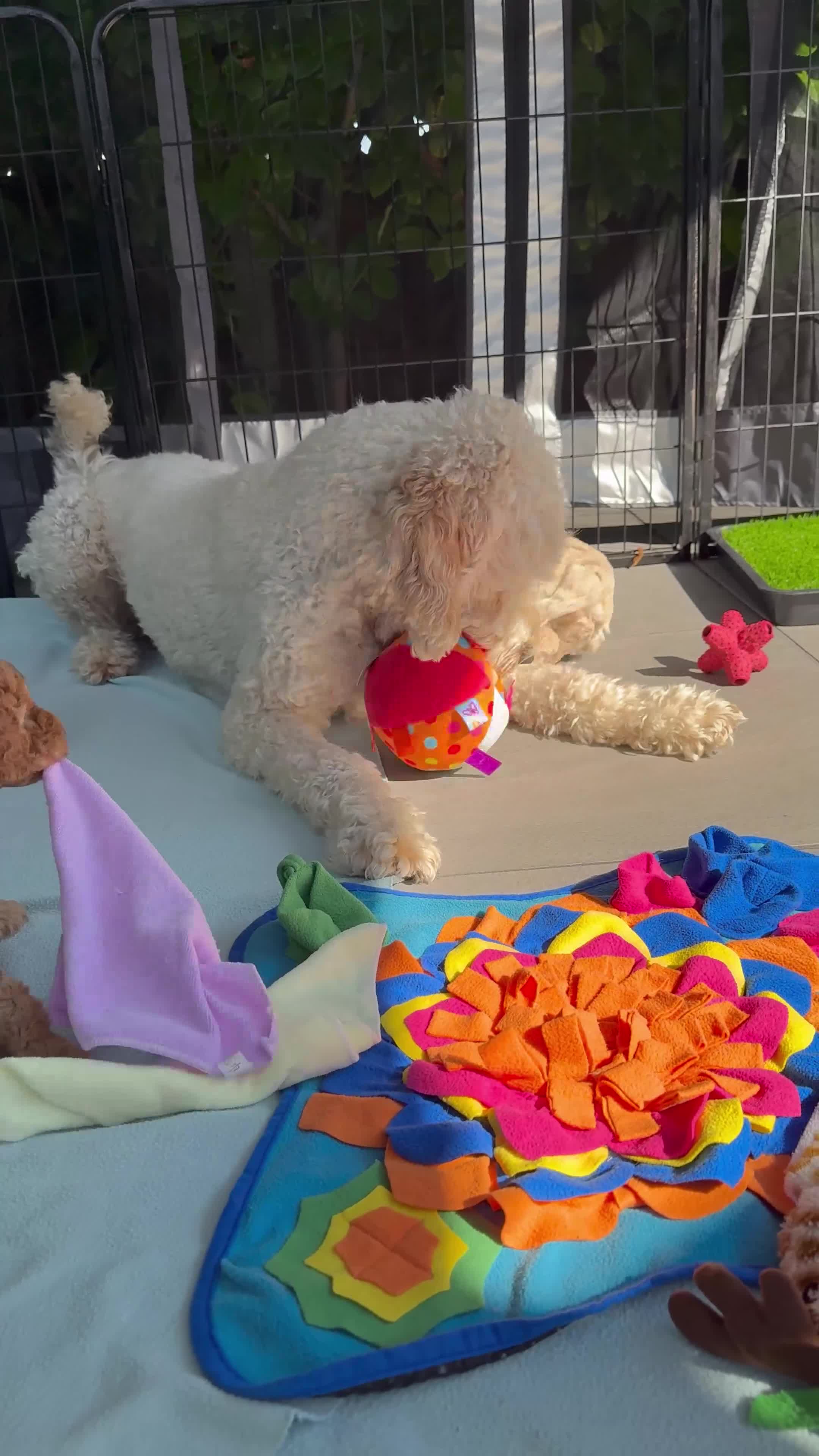 Mixed Breed dogs for sale: Multigeneration Cream/Apricot Double Labradoodles  - Video 3