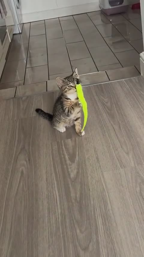 Mixed Breed cats for sale: Beautiful 9 WK Kitten Looking for a Loving Home  - Video 2