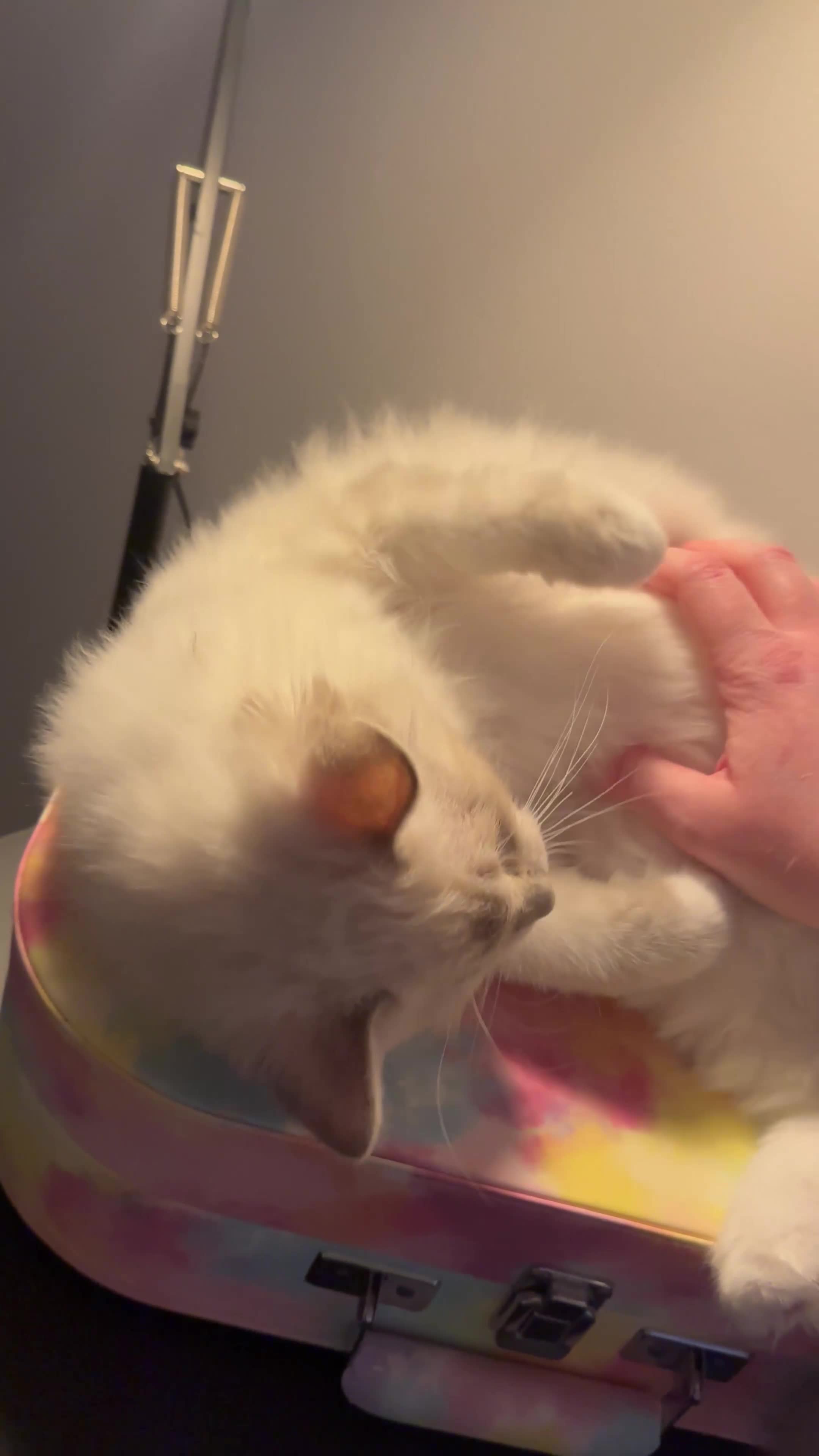 Ragdoll cats for sale: Due to Time Wasters- Stunning GCCF Boy Available - Video 1