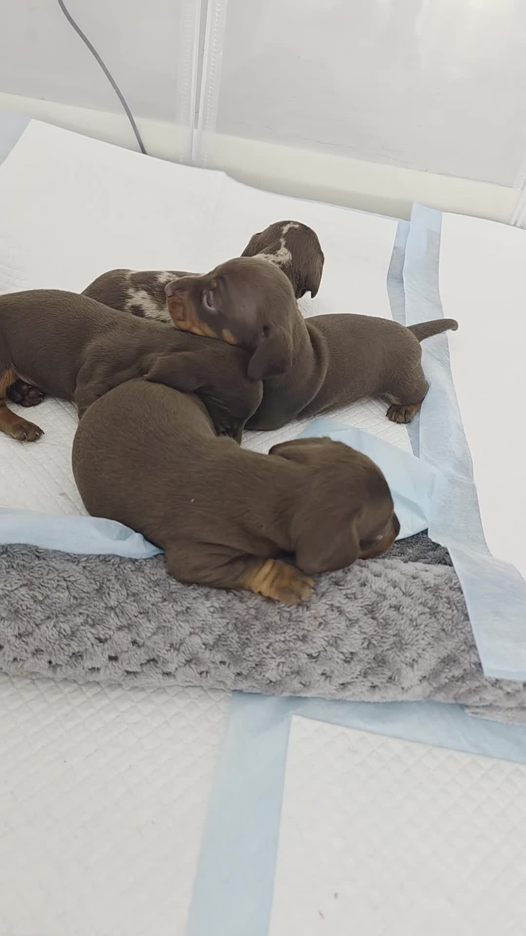 Miniature Dachshund dogs for sale: miniature dashhounds kc registered  - Video 1