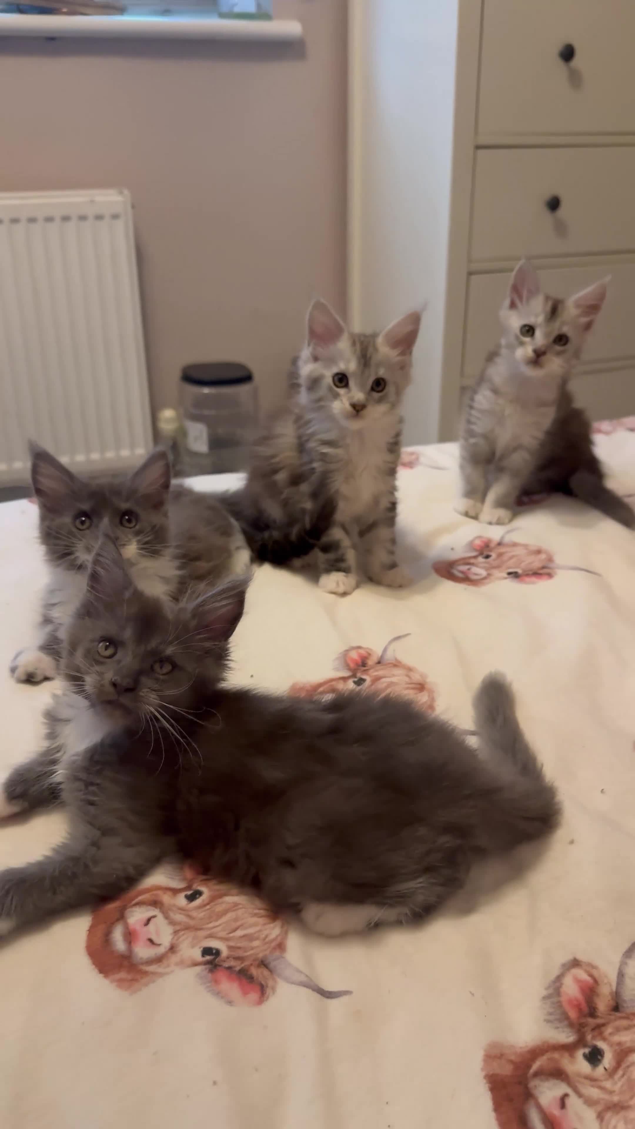 Maine Coon cats for sale: Stunning Maine Coon Litter Of Kittens  - Video 1