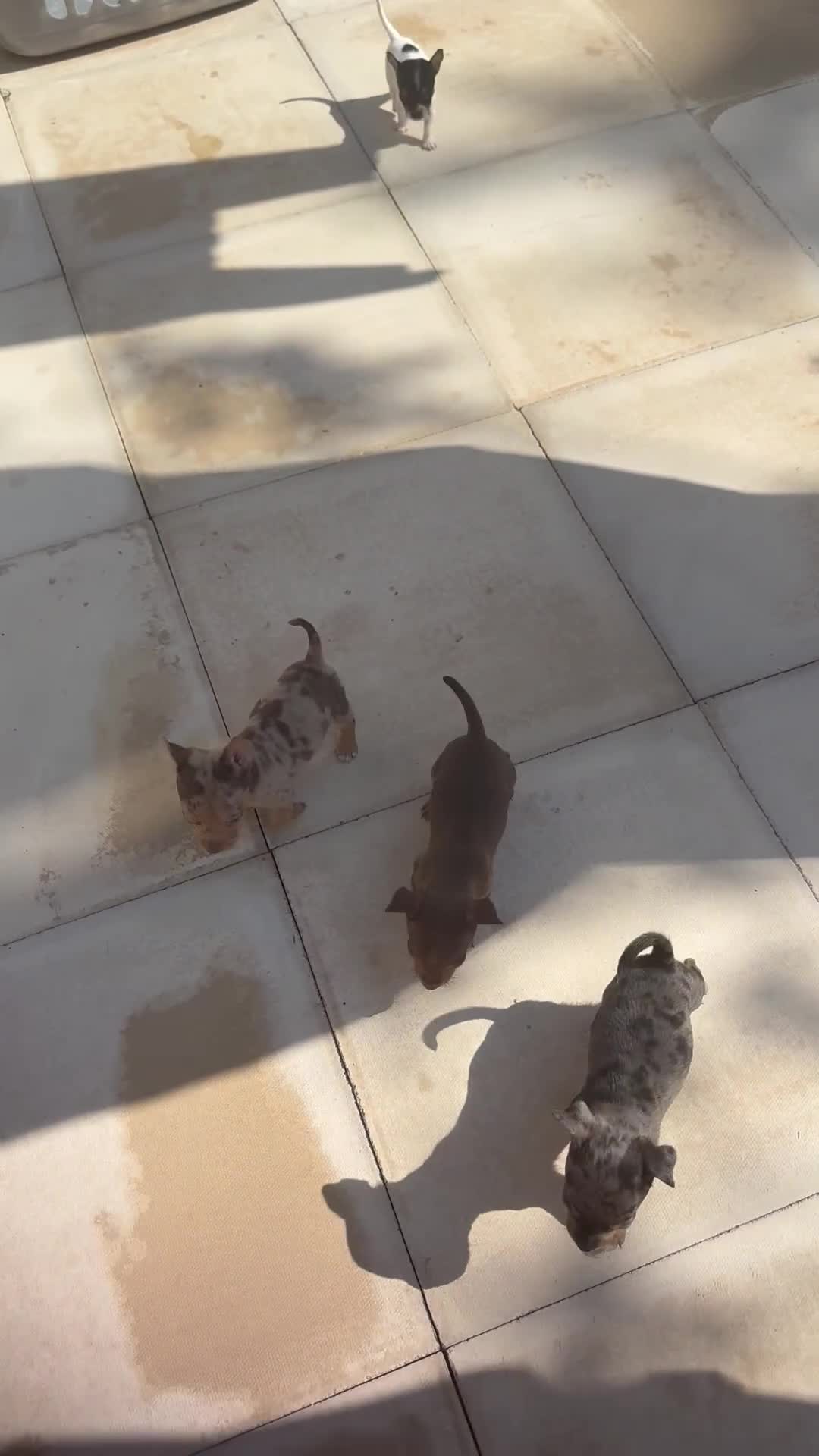 Jack Russell dogs for sale: Jack Russel merles 1 girl left  - Video 2