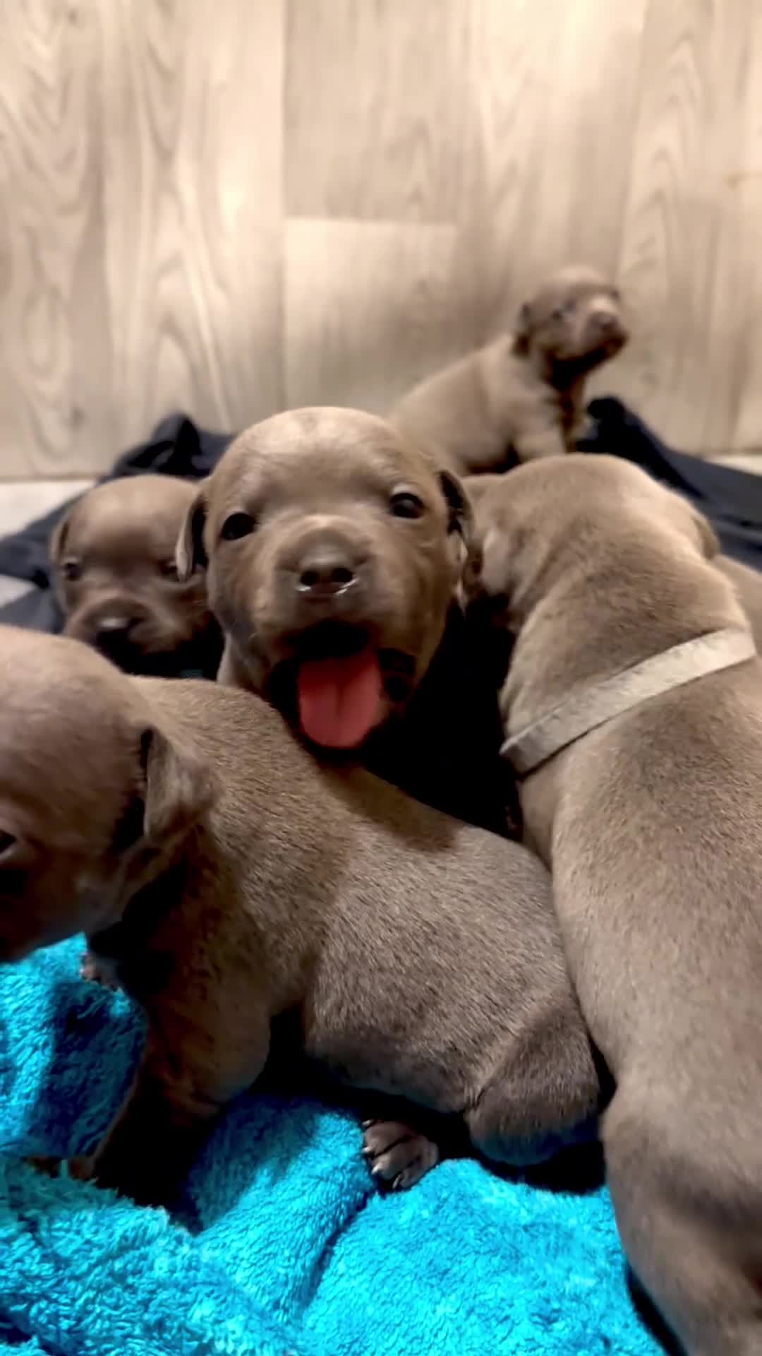 Staffordshire Bull Terrier dogs for sale: Blue Staffordshire Bull Terrier KC registered - Video 1