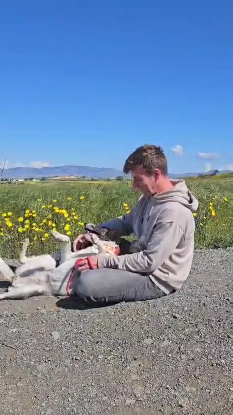 Mixed Breed dogs for adoption: Macy !  - Video 4