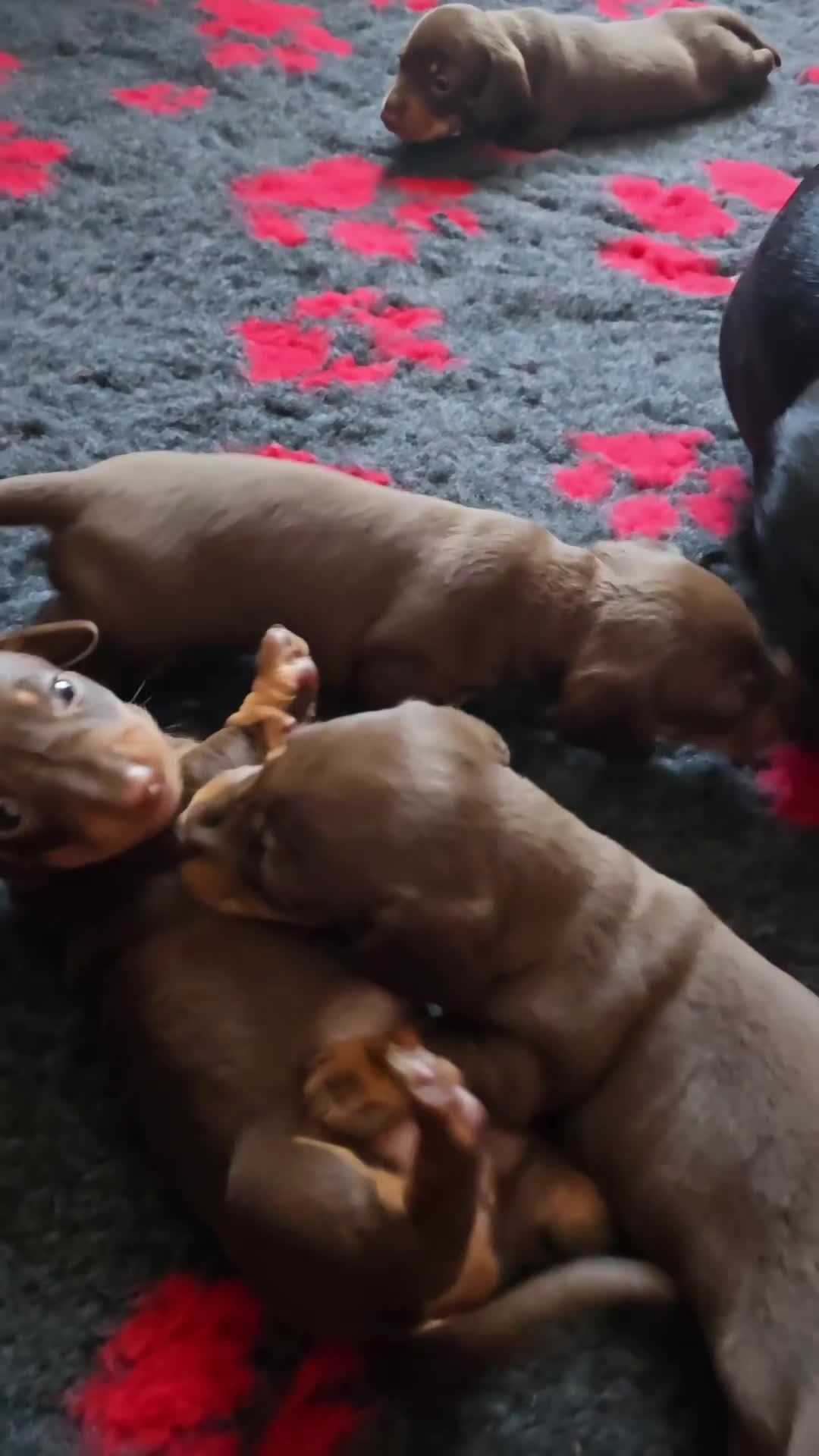 Miniature Dachshund dogs for sale: Miniature Dachshund Smooth - Video 3