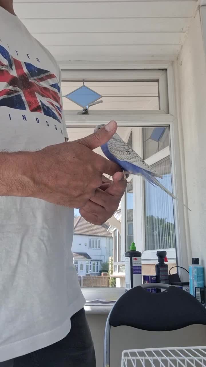 Budgerigars birds for sale: Super silly hand tamed baby budgies  - Video 1
