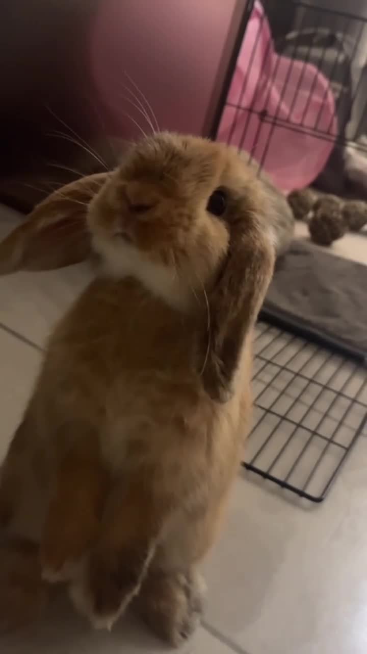 Mini Lop rabbits for sale: Coco Mini lop female bunny  - Video 1