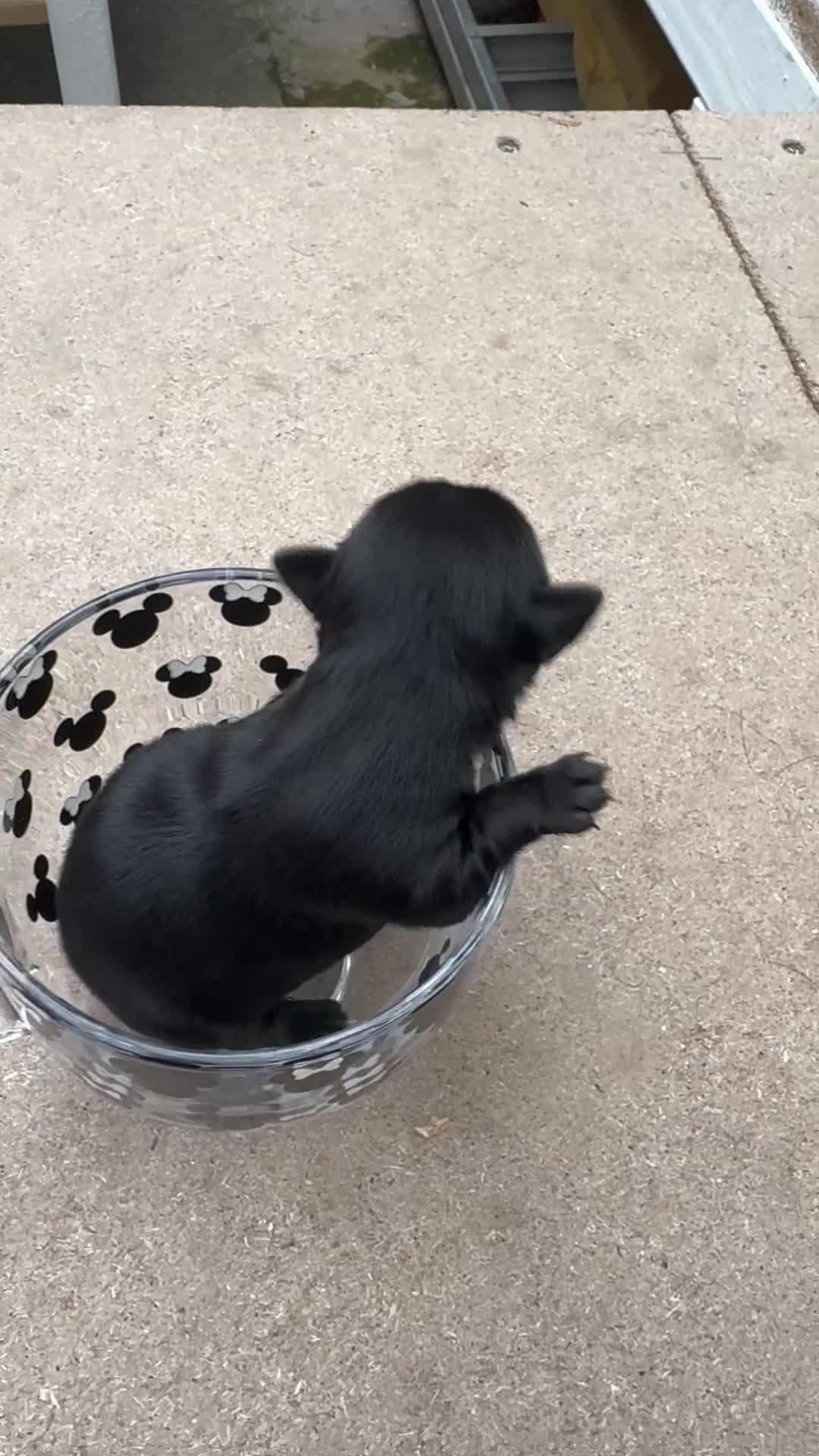 Chihuahua dogs for sale: 2 male 1 female tiny chihuahua  - Video 2