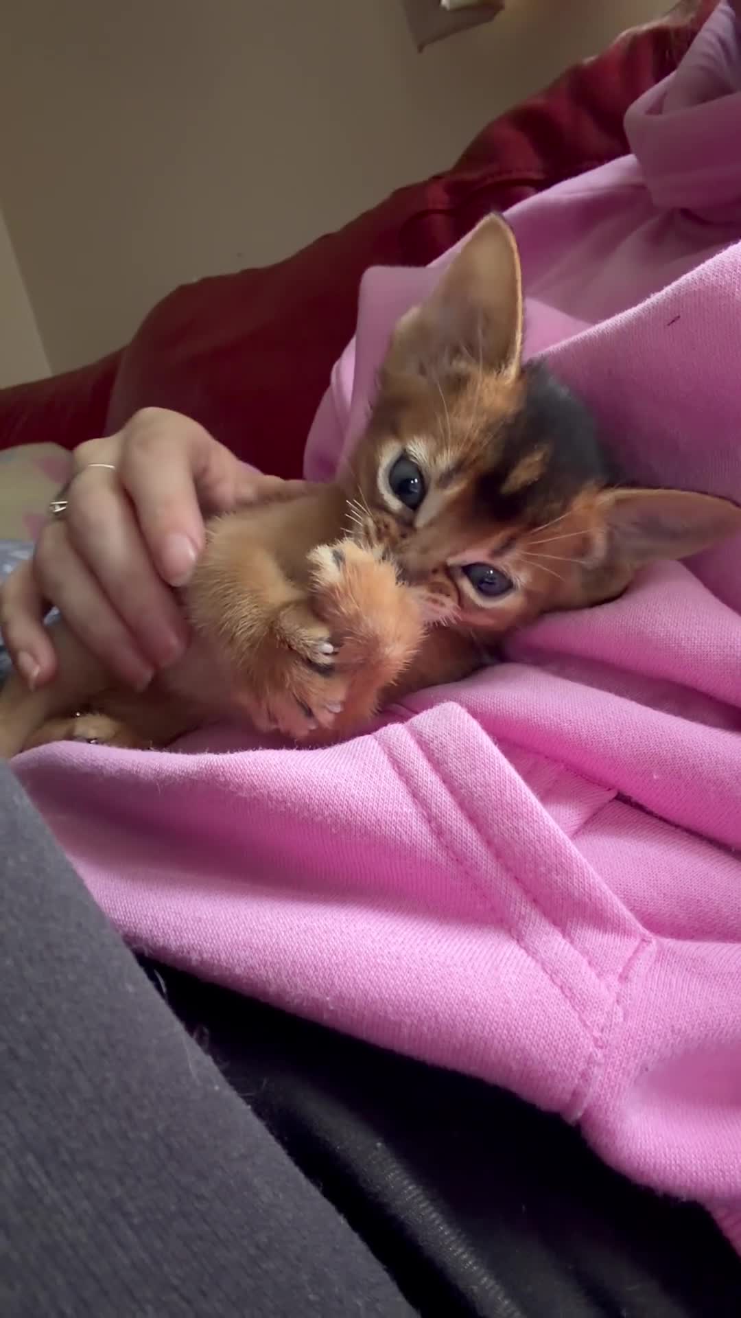 Abyssinian cats for sale: Gorgeous Abyssinian kittens  - Video 3