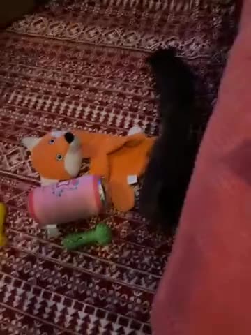 Chihuahua dogs for sale: X2 Gorgeous Chihuahua little ladies - Video 1