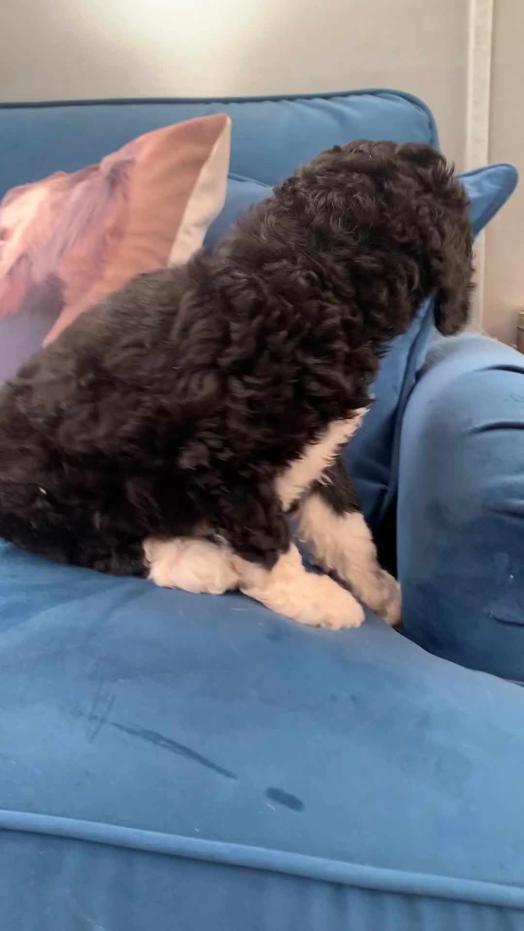 Sheepadoodle dogs for sale: Sheepadoodle Standard Size F1b READY NOW - Video 2