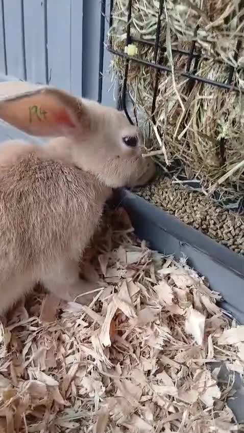 Mixed Breed rabbits for sale: 4 stunning bunnies looking for their new homes 🐇  - Video 3