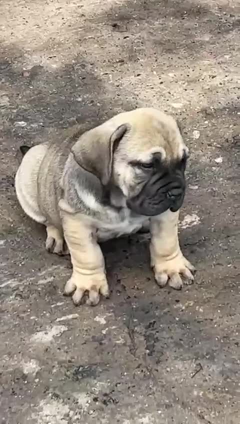 Mastiff dogs for sale: Boerbel x ultimate Mastiff in London - Video 1