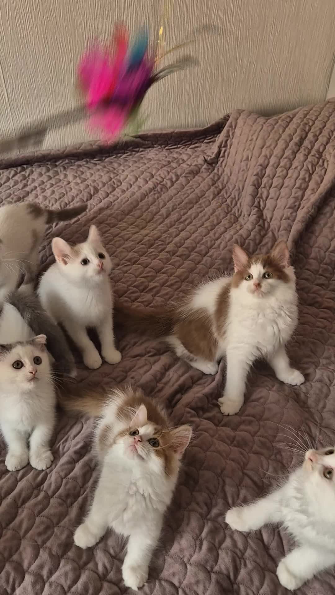 Munchkin cats for sale: Beautiful Munchkin kittens  - Video 1
