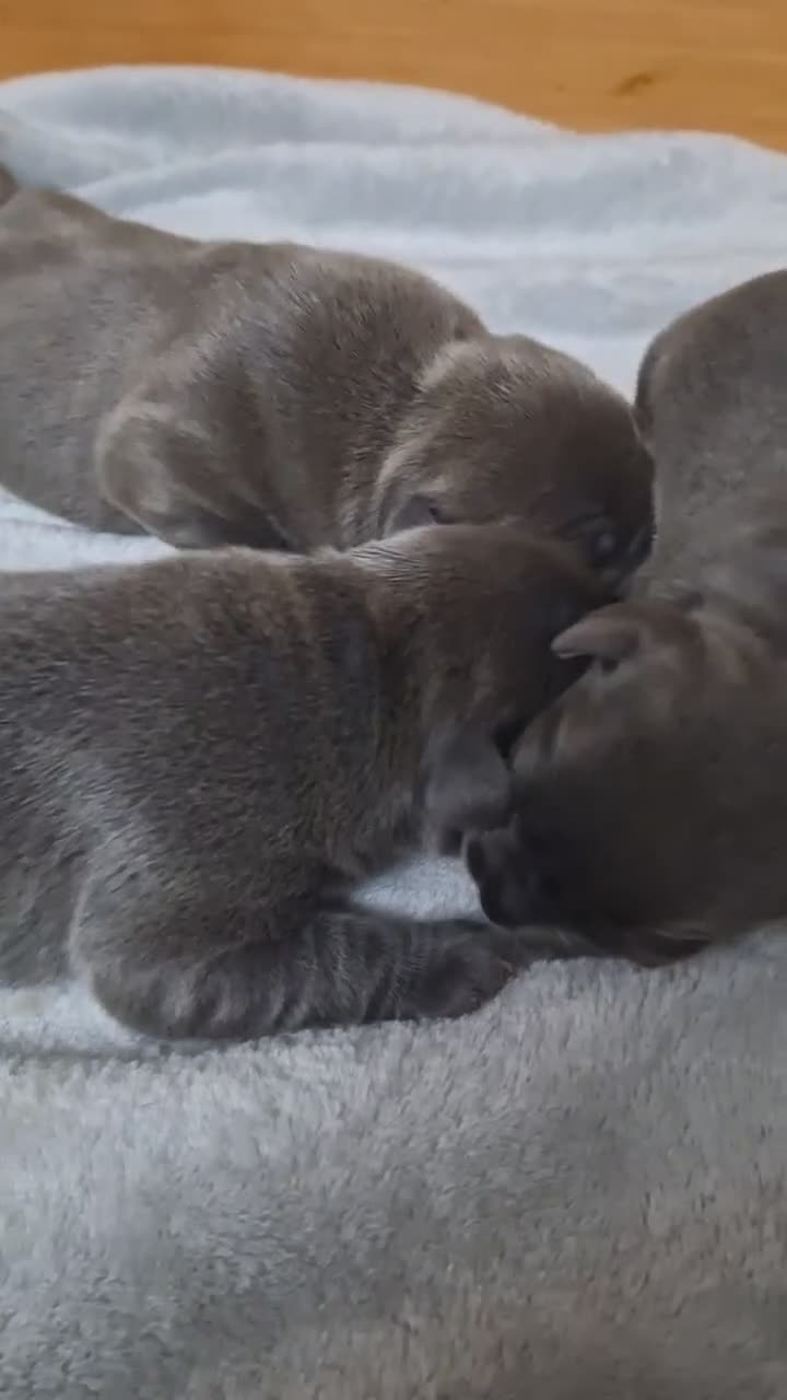 Staffordshire Bull Terrier dogs for sale: TOP QUALITY KC REG BLUE STAFFY! ONLY 1 GIRL LEFT! in Northolt - Video 1