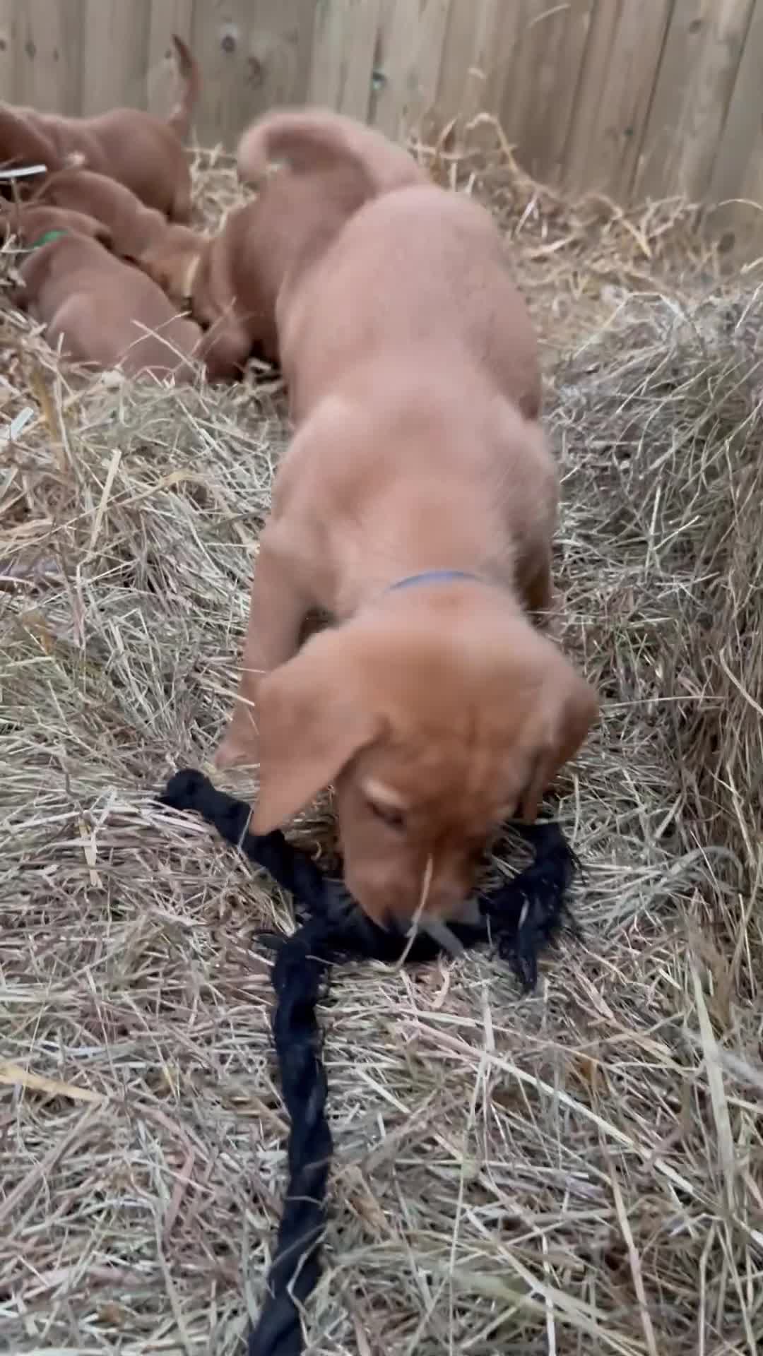 Labrador Retriever dogs for sale: Stunning Fox Red Labrador Puppies - Video 2