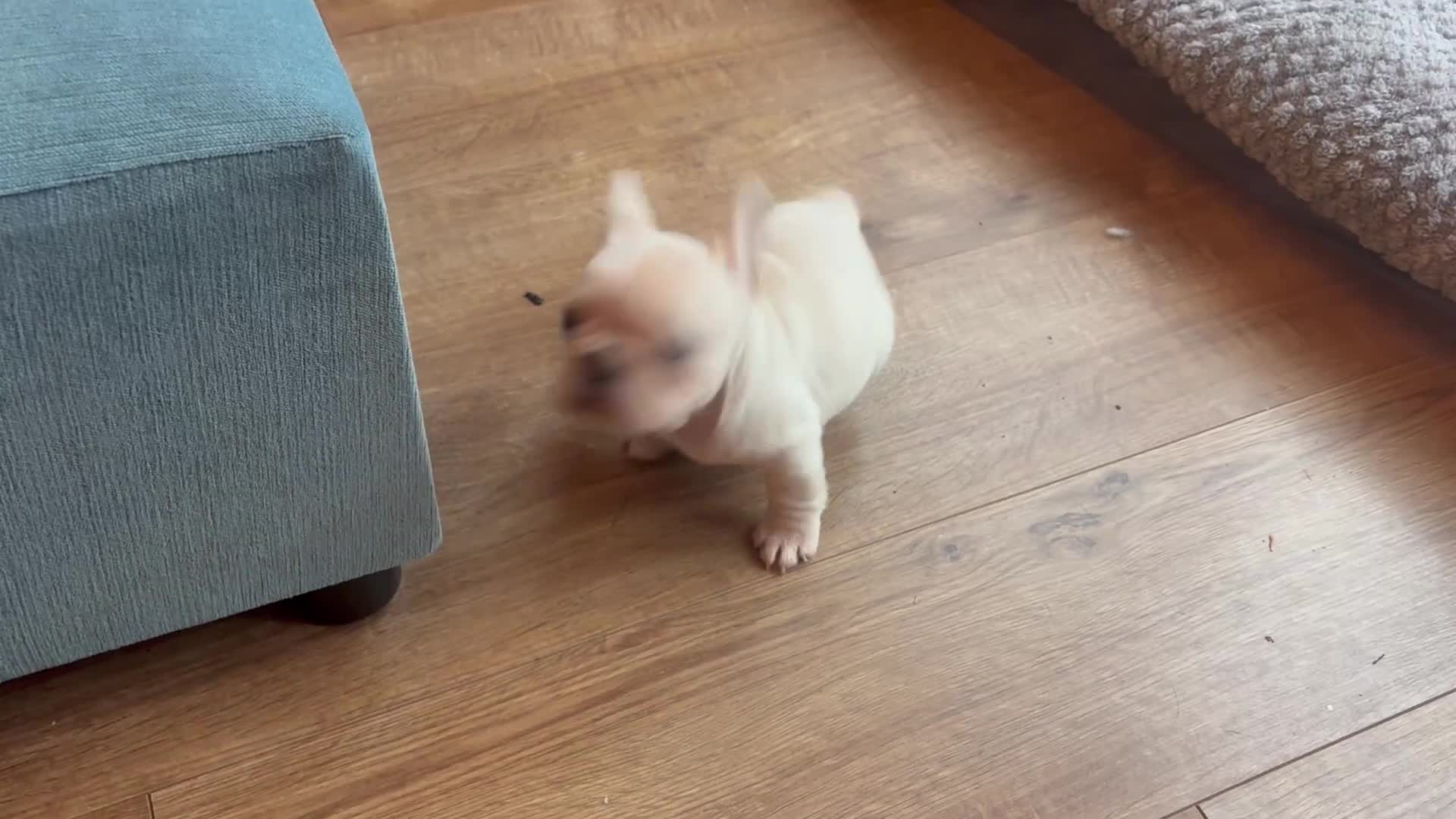 French Bulldog dogs for sale: Only 2 Girls left:French Bull Dog Puppies - Video 1