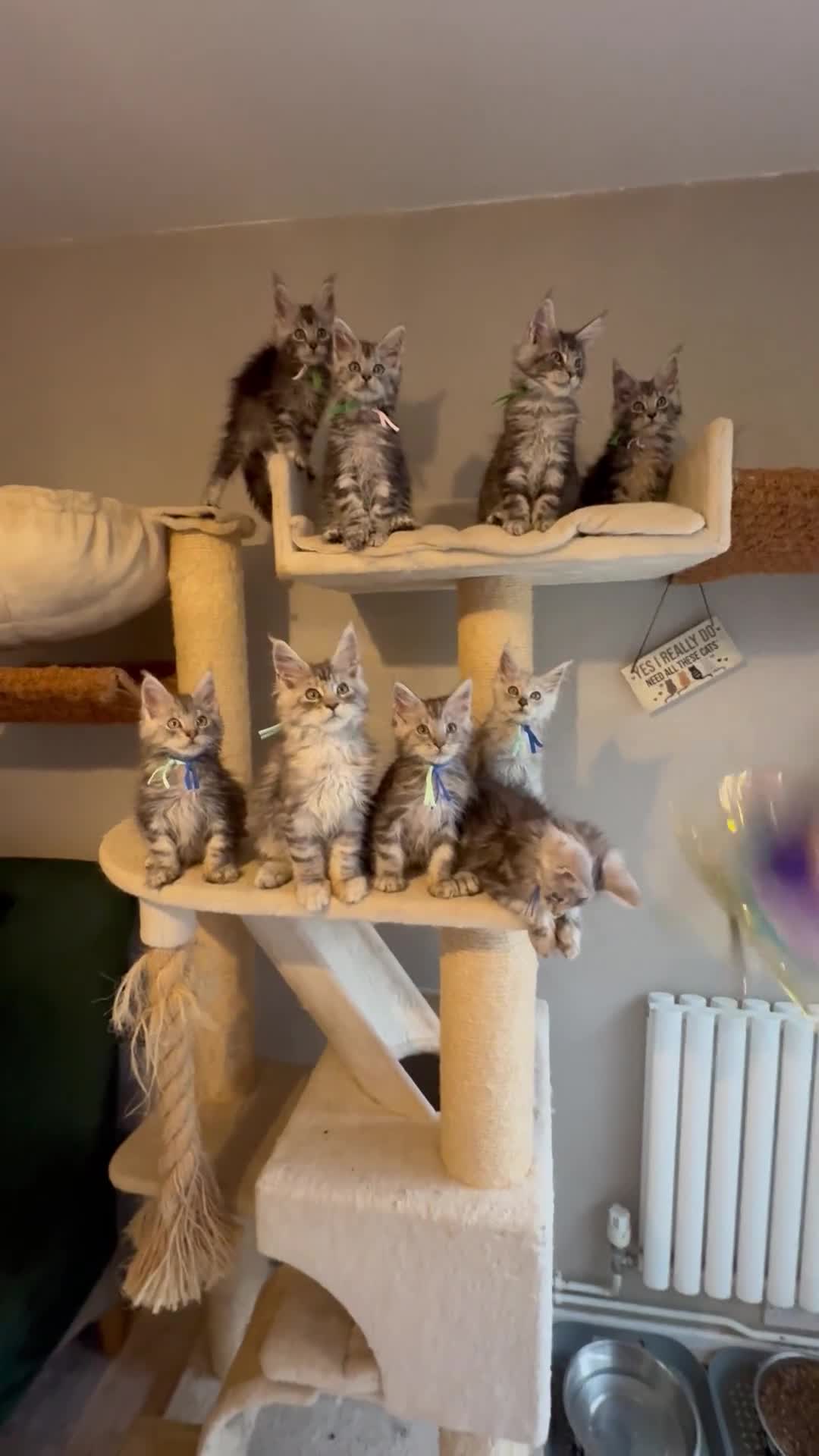 Maine Coon cats for sale: Stunning Maine Coon kittens  - Video 1