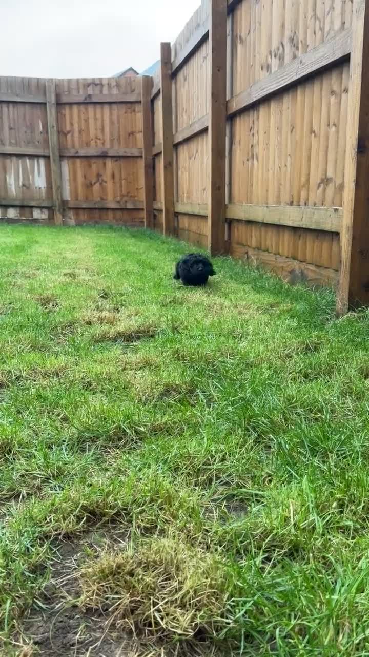 Cockapoo dogs for sale:  cockapoo litter f2 - Video 2