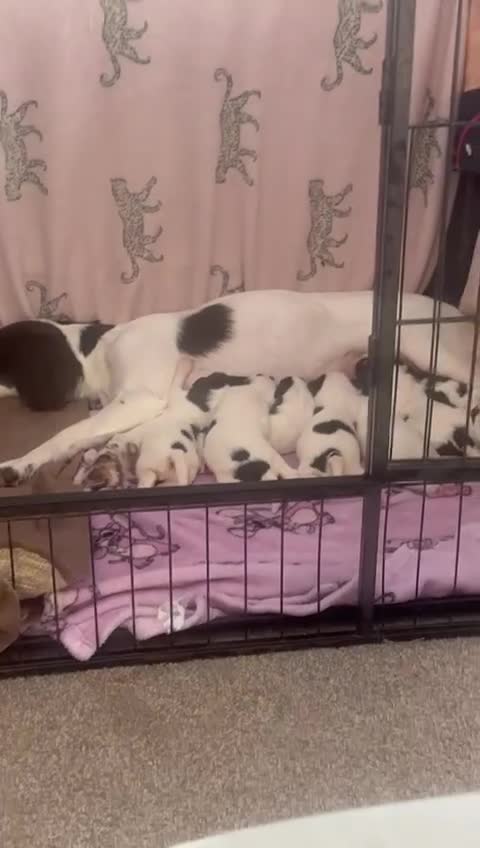 English Springer Spaniel dogs for sale: 7 English Springer Spaniel Puppies - Video 1